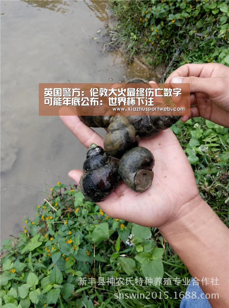 世界杯下注平台